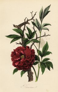 الفاوانيا المشتركة ، Paeonia officinalis ، مع نسيج العنكبوت بواسطة المدرسة الفرنسية