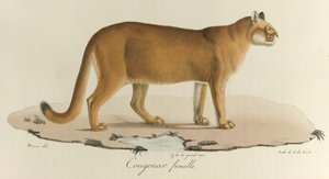 كوغار ، أنثى كوغار ، من "Histoire Naturelle des Mammères" (لون ليثو) بواسطة المدرسة الفرنسية