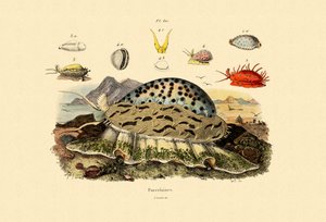 قذائف Cowrie ، 1833-1839 بواسطة المدرسة الفرنسية