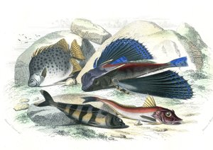 Dactyloptere pirapede (Dactylopterus pirapeda) السمك الطائر، Chetodon argus (scatophagus argus)، Centronote Pilote (echeneis naucrate)، Trigle Lyre (Genicanthus Melanospilos) - لوحة مستخرجة من Histoire Naturelle بواسطة برنارد جيرمان دي لاسيبيدي (1856-192) بواسطة المدرسة الفرنسية