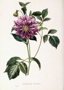 داليا روزيا 1715 بواسطة المدرسة الفرنسية