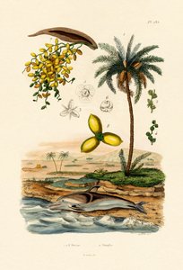 النخيل ، 1833-1839 بواسطة المدرسة الفرنسية