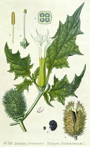 Datura stramonium ، لوحة نباتية بواسطة المدرسة الفرنسية