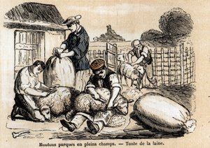 وصف استخدامات ومنتجات الأغنام المختلفة: تقطيع الأغنام. لوحة "" Les moutons "في" "تعليمات les Recreations" "لوحة Synoptique بواسطة Jules DELBRUCK ، نقش من عام 1860. مجموعة خاصة. بواسطة المدرسة الفرنسية