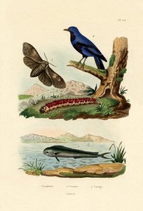 دولفينفيش ، 1833-1839 بواسطة المدرسة الفرنسية