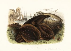 نعل Dover ، Solea solea ، سمك السلمون الأوروبي ، Pleuronectes platessa ، والداب المشترك ، Limanda limanda ، على شاطئ به مصيدة أسماك ، قوارب صيد في الخلفية بواسطة المدرسة الفرنسية