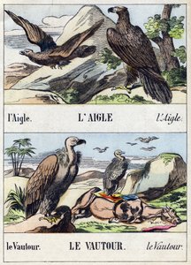 النسر والنسر. نقش في "Buffon Alphabet des Oiseaux n 1". 3rd Serie N 1. تصوير إبينال ، إبينال ، أواخر القرن التاسع عشر. 16 صفحة. قاتمة: 28x21 سم بواسطة المدرسة الفرنسية