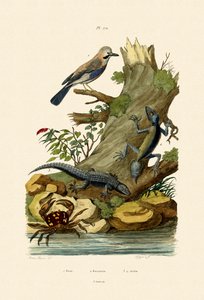 أوراسي جاي ، 1833-1839 بواسطة المدرسة الفرنسية