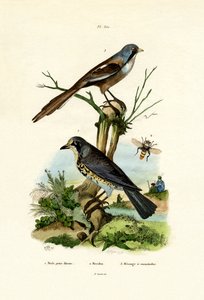 الميدانية ، 1833-1839 بواسطة المدرسة الفرنسية