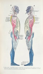 تين. 381 و 382 الجهاز العصبي ، من Semiologie des Affection du System Nerveux بواسطة J. Dejerine ، 1914 بواسطة المدرسة الفرنسية