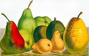 خمسة أنواع من الكمثرى (لون ليثو) بواسطة المدرسة الفرنسية