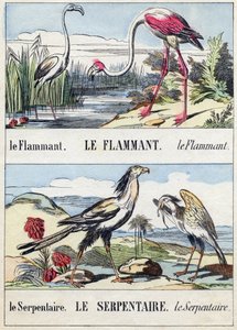 Flament وثعبان. نقش في "Buffon Alphabet des Oiseaux n 2". 3rd Serie N 2. تصوير إبينال ، إبينال ، أواخر القرن التاسع عشر. 16 صفحة. قاتمة: 28x21 سم بواسطة المدرسة الفرنسية