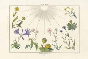ساعة الأزهار ، 1833-1839 بواسطة المدرسة الفرنسية