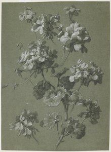 إبرة الراعي (Pelargonium sp.) ، c.1800 (فحم وطباشير أبيض ، نسج أخضر) بواسطة المدرسة الفرنسية