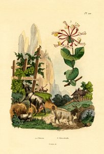 الماعز ، 1833-1839 بواسطة المدرسة الفرنسية