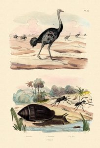 هيرالد الحلزون ، 1833-1839 بواسطة المدرسة الفرنسية