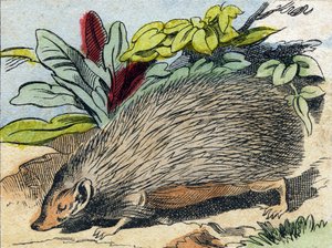 هيريسون. نقش في Buffon Alphabet des Animaux. السلسلة الثالثة N 1. تصوير إبينال ، إبينال ، أواخر القرن التاسع عشر .16 صفحة. Dim: 28x21cm بواسطة المدرسة الفرنسية