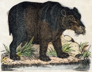 فرس النهر. نقش في "" Alphabet des animaux sauvages "". 9th الدوري. صور إبينال ، بيليرين ، ناشر طابعة ، حوالي عام 1870. نقوش على الخشب ، مطبوعة. 16 صفحة. الأبعاد: 20 × 15 سم. مجموعة خاصة بواسطة المدرسة الفرنسية