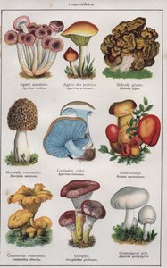رسم توضيحي لكتاب "traite de medecine et d