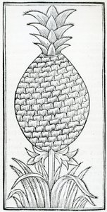 رسم إيضاحي من "De la Natural hystoria de las Indias" بقلم غونزالو فرنانديز دي أوفييدو (1478-1557) بواسطة المدرسة الفرنسية