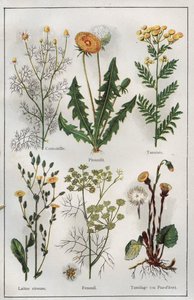 رسم توضيحي من كتاب "Mon docteur - Traite de Medecine et d