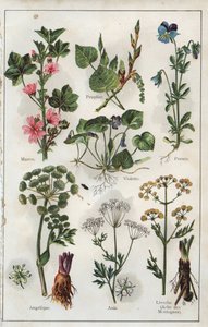 رسم توضيحي من كتاب "Mon docteur - Traite de Medecine et d