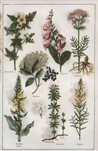 رسم توضيحي من كتاب "Mon docteur - Traite de Medecine et d