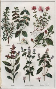 رسم توضيحي من كتاب "Mon docteur, traite de medecine et d