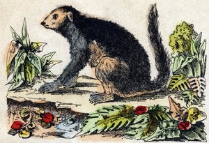إندري (ليموريان). نقش في "" Alphabet des animaux sauvages "". 9th الدوري. صور إبينال ، بيليرين ، ناشر طابعة ، حوالي عام 1870. نقوش على الخشب ، مطبوعة. 16 صفحة. الأبعاد: 20 × 15 سم. مجموعة خاصة بواسطة المدرسة الفرنسية
