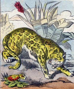جاكوار. نقش في Buffon Alphabet des Animaux. السلسلة الثالثة N 1. تصوير إبينال ، إبينال ، أواخر القرن التاسع عشر .16 صفحة. Dim: 28x21cm بواسطة المدرسة الفرنسية