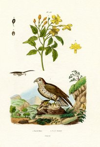 ياسمين ، 1833-1839 بواسطة المدرسة الفرنسية