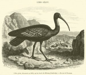 تم اكتشاف أبو منجل العملاق عام 1876 على ضفاف نهر ميكونغ بكمبوديا (نقش) بواسطة المدرسة الفرنسية