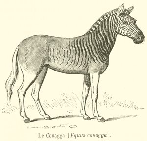 Le Couagga ، Equus couagga (نقش) بواسطة المدرسة الفرنسية