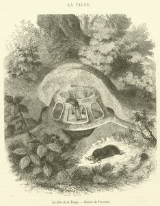 Le Gite de la Taupe (engraving) بواسطة المدرسة الفرنسية