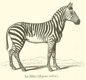 حمار وحشي ، Equus حمار وحشي (نقش) بواسطة المدرسة الفرنسية