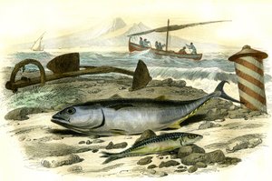 Le thon (Scomber Thynnus)، le mackereau (Scomber Scombrus) - لوحة مستخرجة من Histoire Naturelle بواسطة برنارد جيرمان دي لاسيبيدي (1856-1925)، طبعة P.Furme، باريس بواسطة المدرسة الفرنسية