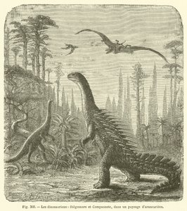 الديناصورات ، Stegosaurus و Compsonote ، في مشهد araucariees (نقش) بواسطة المدرسة الفرنسية