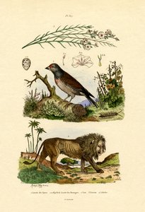 لينيت ، 1833-1839 بواسطة المدرسة الفرنسية