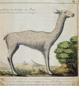 Llama, Peru, watercolour from log book by Jacques Gouin de Beauchesne (1652-1730), captain of Compagnie royale de la Mer du Sud, from 1698 to 1701, France بواسطة المدرسة الفرنسية