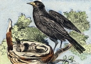 ميرل. نقش في "Buffon Alphabet des Oiseaux n 2". 3rd Serie N 2. تصوير إبينال ، إبينال ، أواخر القرن التاسع عشر. 16 صفحة. قاتمة: 28x21 سم بواسطة المدرسة الفرنسية
