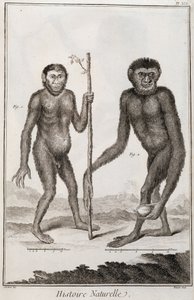 القرود Jocko و Gibbon بواسطة المدرسة الفرنسية