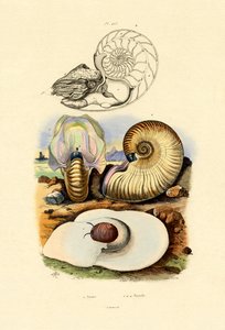 حلزون القمر ، 1833-1839 بواسطة المدرسة الفرنسية