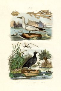 حيوان الطحالب ، 1833-1839 بواسطة المدرسة الفرنسية