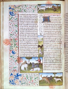 Ms 3717 كلاب صيد ، من Livre de la Chasse بواسطة Gaston Phebus de Foix (1331-1391) (رق) بواسطة المدرسة الفرنسية