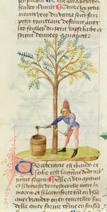 السيدة Est 28 M.5.9 fol.165r تجميع التربنتين ، من Grand Herbier بواسطة Pedanius Dioscorides (c.40-90 م) بواسطة المدرسة الفرنسية