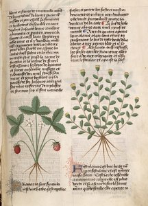 السيدة Est 28 M 5.9 fol.75r نبات الفراولة ، من "Grand Herbier" بواسطة Pedanius Dioscorides (c.40-90 م) بواسطة المدرسة الفرنسية