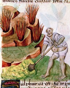السيدة لات 993 L.9.28 f.123v تبحث عن الكبريت من Dioscorides De Herbis بواسطة المدرسة الفرنسية