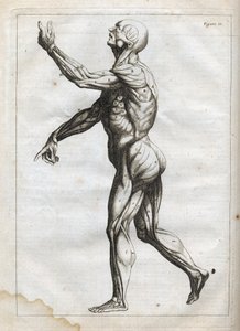 عضلات الإنسان - نقش في "علم التشريح المجرد ، ملائم لفنون الرسم والنحت" - "" Abrege of Anatomy ، يلائم فنون الرسم والنحت ، ووضع بترتيب جديد من قبل Francois Tortebat (1610-1690) " "- 1760 بواسطة المدرسة الفرنسية