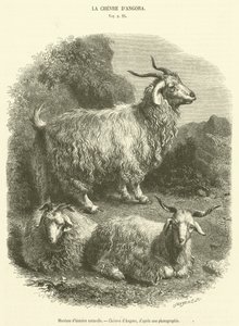 متحف التاريخ الطبيعي ، Chevres d'Angora (نقش) بواسطة المدرسة الفرنسية