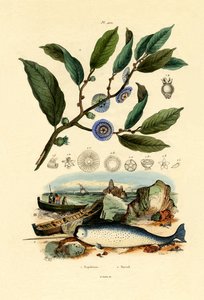 قبعة نابليون ، 1833-1839 بواسطة المدرسة الفرنسية